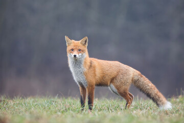 Lis rudy, lis pospolity (Vulpes vulpes) © Michal Przystas