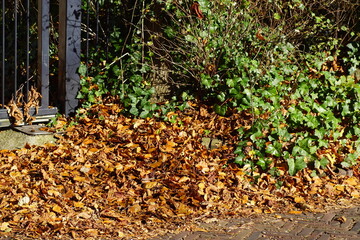 Close up autumn beech and chestnut leaves on the street at a metal fence and tree and ivy. Autumn, October, Netherlands