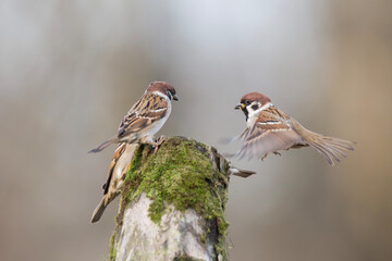 Mazurek, wróbel mazurek, wróbel polny (Passer montanus)