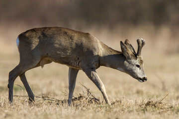 Sarna europejska (Capreolus capreolus) © Michal Przystas