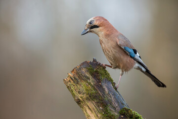 Sójka zwyczajna, Garrulus glandarius