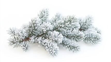 Fototapeta premium Fluffy christmas fir branch with snow for festive decor design