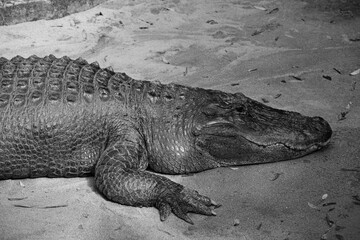 Crocodile en noir et blanc