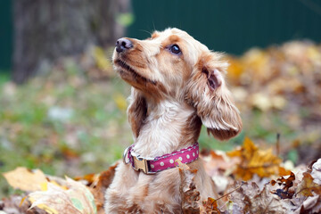 The dog sits in a large pile of fallen leaves. The concept of autumn.