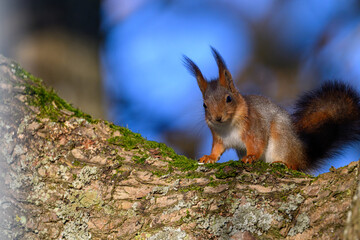 A squirrel explores a mossy branch, its fur glistening in the sunlight while surrounded by a vibrant forest backdrop. The scene captures the lively spirit of spring