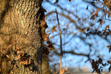 A small squirrel is actively climbing down the trunk of a large tree, surrounded by autumn leaves against a clear blue sky, showcasing a peaceful nature moment