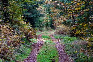 A Serene Autumn Forest Pathway Adorned with Beautiful Colorful Leaves Under the Sunlight