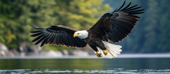 Obraz premium A majestic bald eagle with its wings spread wide soars over a calm lake, its gaze fixed on the water below.