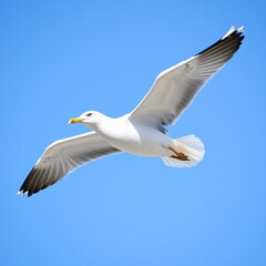 Obraz premium seagull in flight