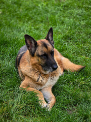 German Shepherd dog, with a classic black and tan coat, lies peacefully on a lush green lawn. Its alert ears and calm demeanor convey a sense of intelligence and loyalty.