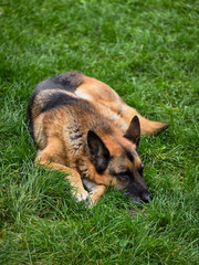 German Shepherd dog, with a classic black and tan coat, lies peacefully on a lush green lawn. Its alert ears and calm demeanor convey a sense of intelligence and loyalty.