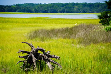 Low Country Marsh