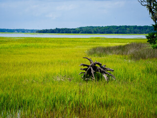 Low Country Marsh