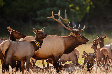 Bugling bull elk in late August evening in Horseshoe Park, Rocky Mountain National Park, Colorado, with members of his harem close by.