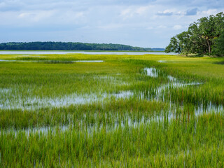 Low Country Marsh