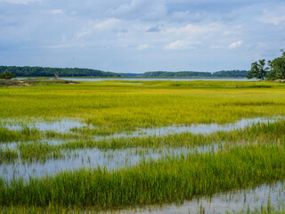Low Country Marsh