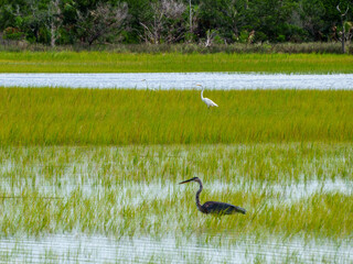 Low Country Marsh