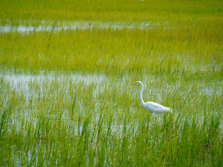 Low Country Marsh