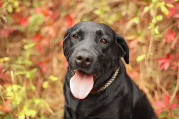 Portrait of adorable Labrador Retriever dog outdoors