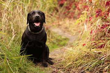 Adorable Labrador Retriever dog sitting among colorful grass outdoors. Space for text