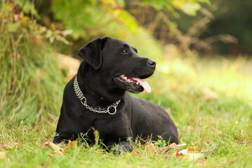 Adorable Labrador Retriever dog lying on green grass