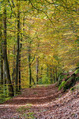 A Serene Autumn Forest Pathway Adorned with Beautiful Colorful Leaves Under the Sunlight