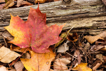 A single, partially red and yellow Sugar Maple leaf came to rest against an old log on the autumn forest floor within the Pike Lake Unit, Kettle Moraine State Forest, Wisconsin
