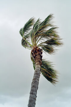 A palm tree bends in the strong wind against an overcast sky. Cataclysm in a tropical resort, storm, danger