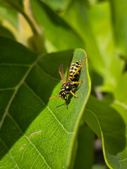 Close-up on a European paper wasp (Polistes dominula) resting on a leaf.