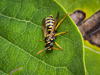 Close-up on a European paper wasp (Polistes dominula) resting on a leaf.
