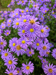 Fototapeta premium A vibrant field of purple asters. The flowers are in full bloom, with delicate petals and bright yellow centers. The background is a blur of green leaves