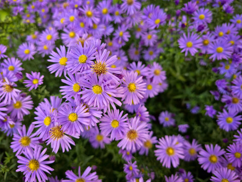 A vibrant field of purple asters. The flowers are in full bloom, with delicate petals and bright yellow centers. The background is a blur of green leaves