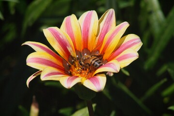 bee on flower