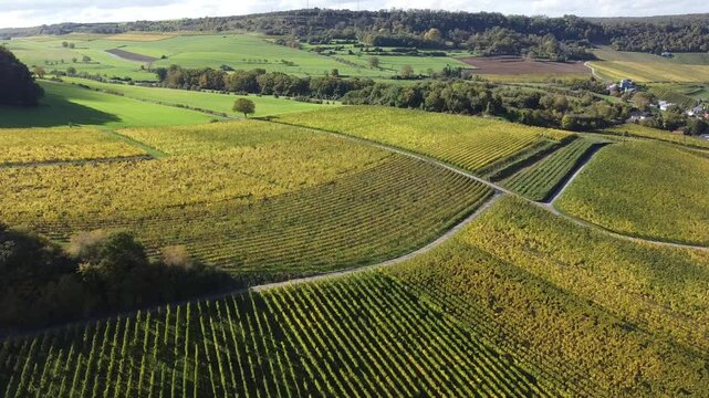 Aerial view on terraced vineyards, harvest in October above Nittel, Rhineland-Palatinate, Germany with views across the Moselle River and the vineyard hills of Luxembourg near Grevenmacher, wine route