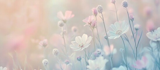 Soft focus pastel pink and white flowers in a field.