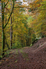 A Serene Autumn Forest Pathway Adorned with Beautiful Colorful Leaves Under the Sunlight