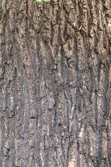 Obraz premium Bark texture and background of a old tree trunk. Detailed bark texture.