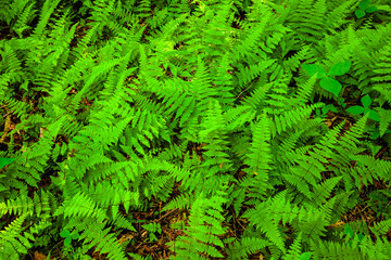 Ferns grow thick in early June within the moist, shaded areas within the woods at Harrington Beach State Park, Belgium, Wisconsin