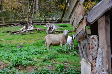Fototapeta premium domestic animals, sheep and goat, animals in a pen, grazing, autumn