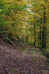 A Serene Autumn Forest Pathway Adorned with Beautiful Colorful Leaves Under the Sunlight