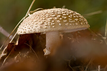 Perlpilz (Amanita rubescens),