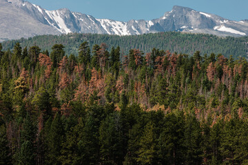 The sunshine illuminates the dead pines as a result of the mountain pine beetle infestation of the...