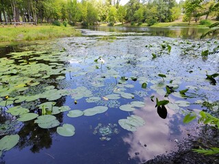 Landscape on the lake in Hydropark in Kyiv - blooming buds of water lilies in a public park
