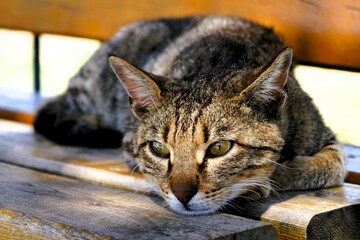 Stray cat with brown and black fur lying and sleeping on a bench on the Peloponnese peninsula in Greece. Stray animals in the Mediterranean 