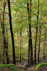 The Autumn Forest Canopy Displays Stunning Colors Above and Leaves Carpet the Ground Below