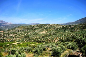 Panoramic view of the olive groves on the hills surrounding Mycenae, the old fortress of the ancient Greeks