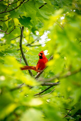 Cardinal on a Branch