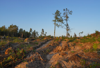 Deforestation and forest clearance. Illegal logging. Forest destruction, felling trees. Cutting...