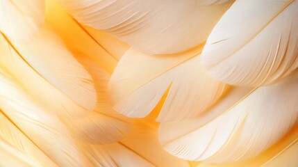 Obraz premium Feathers closeup calm spiritual background symbol of hope connection for peaceful faith design creative banner