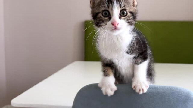 Silver cat meowing with Cat sounds, Nice cat meowing on the stone floor with Natural Cat sound.